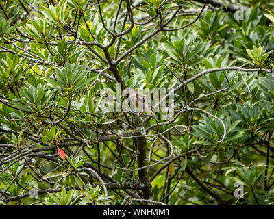 Un gris-capped verderón u Oriental verderón, Chloris sinica, encaramado en un árbol en un parque en Sasebo, Japón. Foto de stock