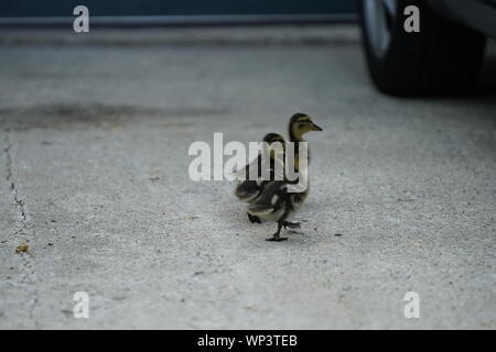 Bebe Poco Patos Reales Bond Juntos Para Encontrar Cobijo Fond Du Lac Wisconsin Fotografia De Stock Alamy