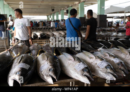 Rabil en espera de clasificación dentro de la Fishport de General Santos, Filipinas Foto de stock