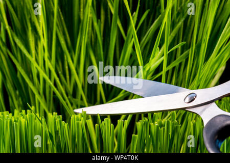 Vista cercana de wheatgrass joven creciendo en una maceta y cosechado con un par de tijeras para cortar las hojas de hierba antes del prensado. Foto de stock