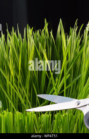 Vista cercana de wheatgrass joven creciendo en una maceta y cosechado con un par de tijeras para cortar las hojas de hierba antes del prensado. Foto de stock