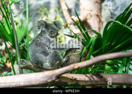 El Koala, Phascolarctos cinereus, o inexacta, Koala es un herbívoro arbóreo marsupial originario de Australia Foto de stock