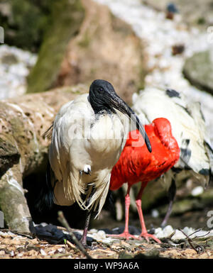 Dos ibises - blanco australiano ibis (Threskiornis molucca) y un Scarlet ibis (Eudocimus ruber) en el fondo