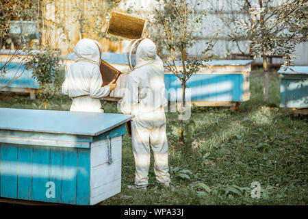 Dos apicultores en uniforme de protección examinar panales mientras trabajaban en un apiario tradicionales. Vista posterior Foto de stock