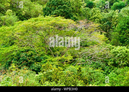 Lone Tree destacan entre un bosque en el Parque Estatal de Iao aguja en Maui, Hawaii, EE.UU. Foto de stock