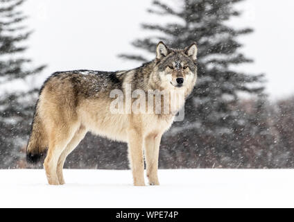 Madera canadiense Wolf está en la nieve, Nanuk Lodge, al oeste de la Bahía de Hudson, Churchill, Manitoba, Canadá
