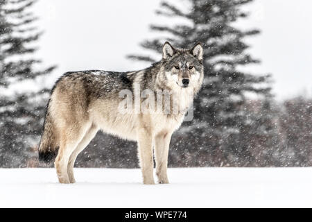 Madera canadiense Wolf está en la nieve, Nanuk Lodge, al oeste de la Bahía de Hudson, Churchill, Manitoba, Canadá