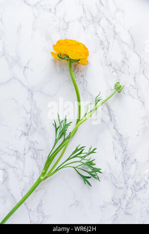 Con Flatlay fresia flores rojas y anaranjadas sobre fondo de mármol Foto de stock