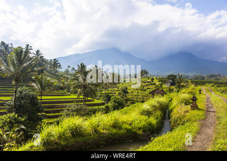Los arrozales de Jatiluwih en el sudeste de Bali, Indonesia Foto de stock