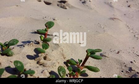 Plantas que crecen en la arena en la playa, pequeños arbustos en la arena  Fotografía de stock - Alamy
