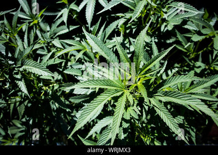 Plantas de marihuana en estadios tempranos crecen en el jardín