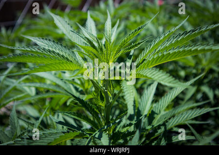 Plantas de marihuana en estadios tempranos crecen en el jardín