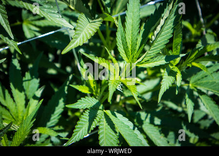 Plantas de marihuana en estadios tempranos crecen en el jardín