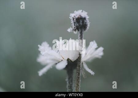Close-up de congelados flor que florece en el exterior