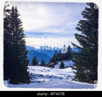 Árboles en el paisaje cubierto de nieve con la Cordillera en segundo plano.