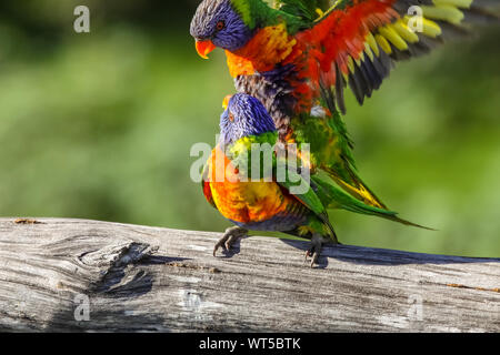 Par de Rainbow lorikeets en amor, Queensland, Australia