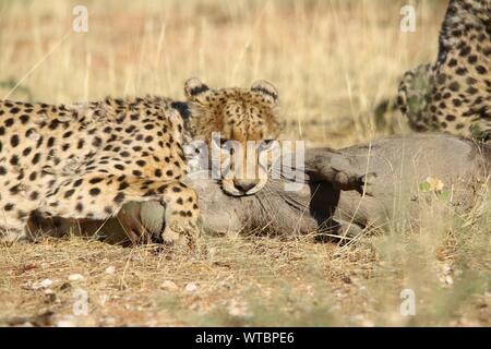 El guepardo caza jabalí en campo en bosque