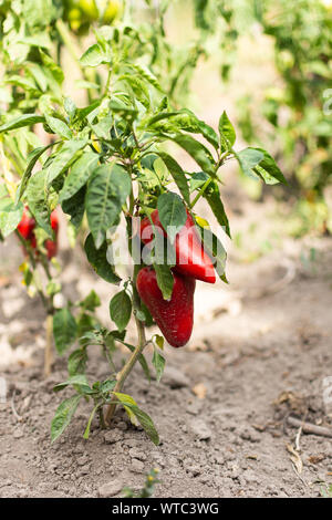 Camas de jardín con la maduración el pimiento morrón, orgánicos pepper bush Foto de stock