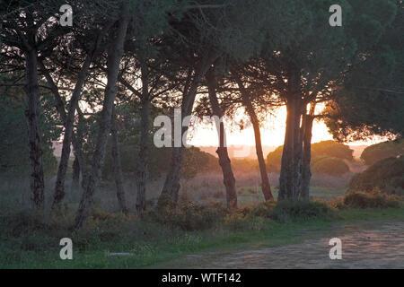 Puesta de sol a través de los árboles de pino piñonero Pinus pinea Quinta do Lago Golf Algarve Portugal Puesta de sol a través de los árboles de pino piñonero Pinus pinea Quinta do Lago Golf Algarve Portugal
