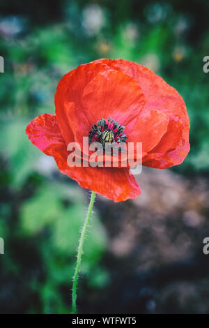 Recuerdo De La Guerra Mundial Con El Cierre De Una Flor De Amapola