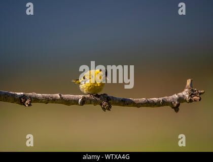 Siskin (Carduelis spinus) donde se posan, Morvern Escocia Foto de stock