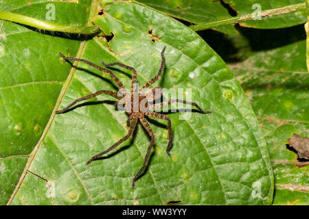 Una hermosa araña lobo marrón sentado en hoja en bosques naturales en Borneo Foto de stock