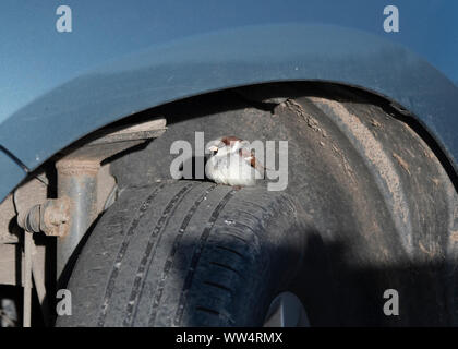 Gorrión (Passer domesticus) sentado en la rueda de un coche, Mersehead Reserva RSPB, Dumfries, Escocia SW