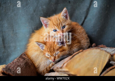 Dos gatitos de color amarillo con ojos azules, durmiendo sobre un montón de leña