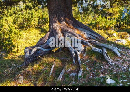 Un árbol con un distintivo y especial arraigo, monumento natural, Foto de stock