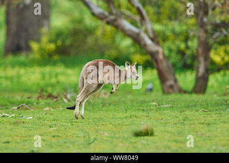 El canguro gris oriental (Macropus giganteus) en un campo, la flora y la fauna silvestres, vista lateral, saltar, Victoria, Australia Foto de stock