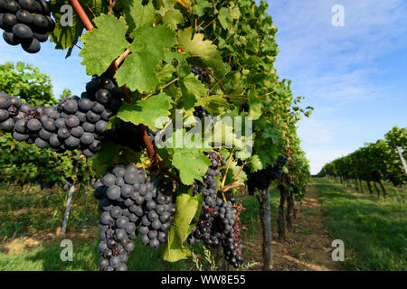 Baden, viñedos, vino, vino tinto, uvas, Wienerwald, bosques de Viena, Baja Austria, Austria Foto de stock