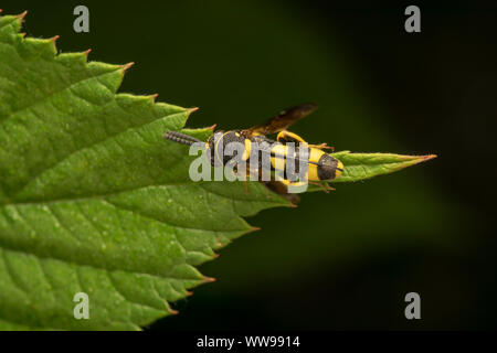La avispa parásita Leucospis dorsigera con el ovipositor, sobre una hoja verde Foto de stock