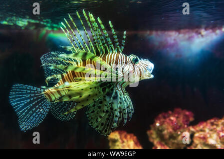 Cerrar en un pez león rojo - los peces del arrecife de coral en gran acuario Foto de stock