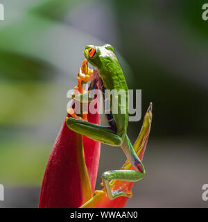 Una red-eyed Tree Frog, rana Agalychnis callidryas, gracioso en Costa Rica, la escalada en un perico flor
