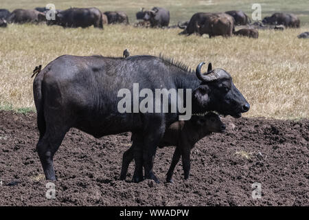 Búfalos, la madre y su bebé en Tanzania, con aves que comen los parásitos en la piel del búfalo Foto de stock