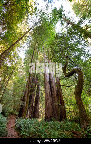 Sequoia y secoyas gigantes, algunos de los árboles más grandes de la tierra, a lo largo de la costa de California Redwoods en el parque nacional y estatal.