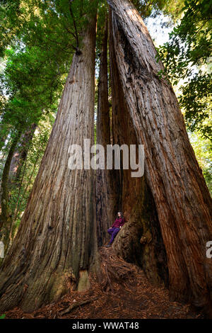 Una mujer dentro de un Sequoia y secoyas gigantes, algunos de los árboles más grandes de la tierra, a lo largo de la costa de California a los Redwoods nacional y estatal de la pa