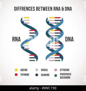 Diferencias entre el ADN y el ARN. Vector icono científico espiral de