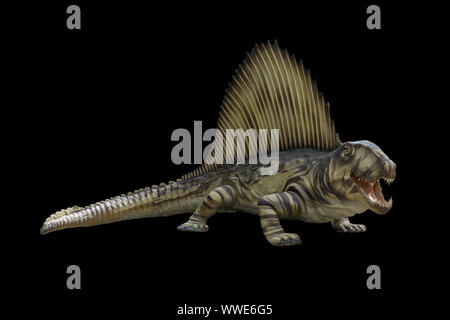 Retrato de dimetrodon aislado sobre fondo negro.Triceratops es un dinosaurio carnívoro vivió en el período triásico Foto de stock