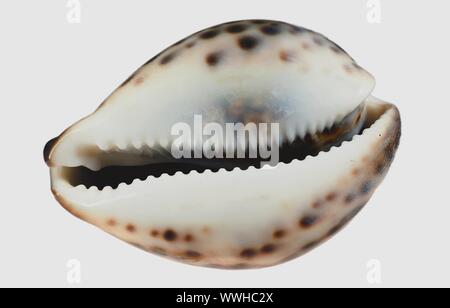 Mar cockleshell.Tiger cowrie (Cypraea tigris). Se encuentra aislado en un fondo blanco.