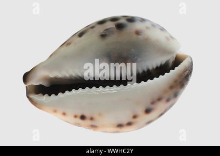 Mar cockleshell.Tiger cowrie (Cypraea tigris). Se encuentra aislado en un fondo blanco.