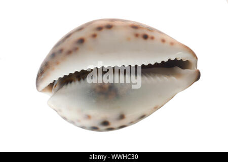 Mar cockleshell.Tiger cowrie (Cypraea tigris). Se encuentra aislado en un fondo blanco.
