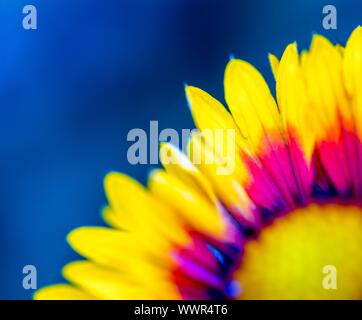 Coneflower en estrecha. Hermosas flores de color amarillo y naranja macro.