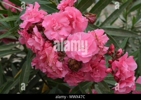 Flores de color rosa en el jardín