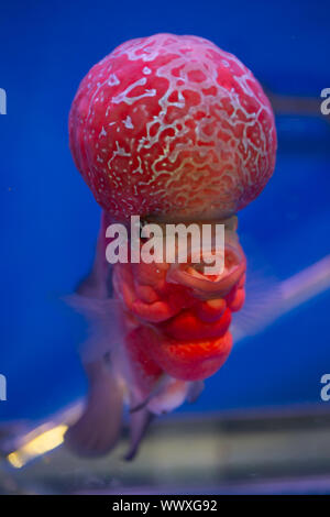 Flor roja cuerno en el acuario de peces cíclidos Foto de stock
