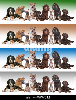 Gran grupo de cachorros delante de diversos fondos de gradiente
