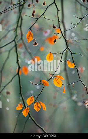 Comunes De haya (Fagus sylvatica) hojas, colores del otoño, King's Wood, Challock, Kent, Inglaterra, Reino Unido, Europa Foto de stock