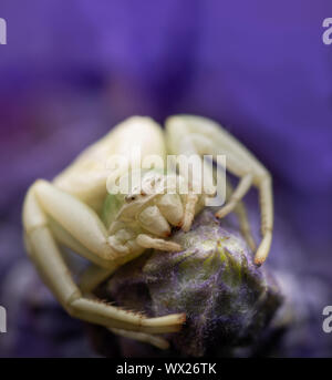 Araña cangrejo formosipes Misumenoides esperando presa de una flor de Salvia púrpura