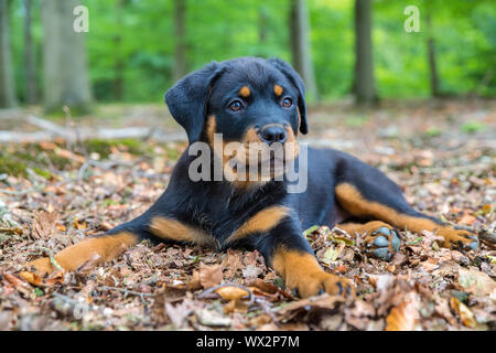 Rottweiler cachorro tumbado en el bosque de hayas Foto de stock