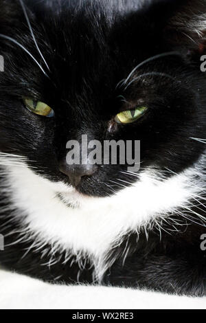 Gato doméstico, la casa, el gato (Felis silvestris catus) f., blanco y negro, Retrato Foto de stock